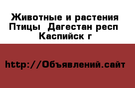 Животные и растения Птицы. Дагестан респ.,Каспийск г.